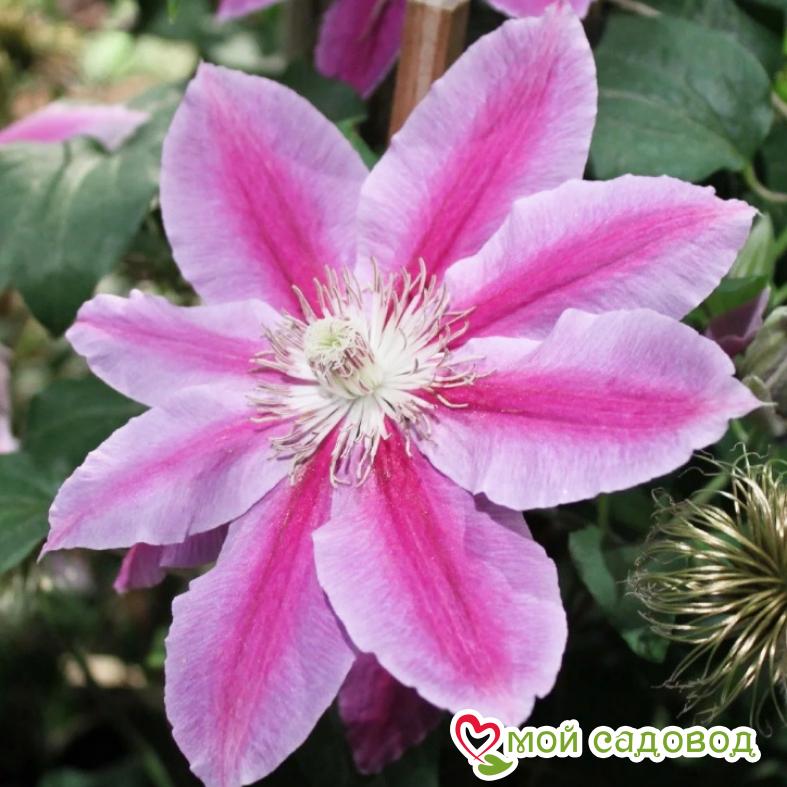 Клематис Капитан Туллекс ЗКС