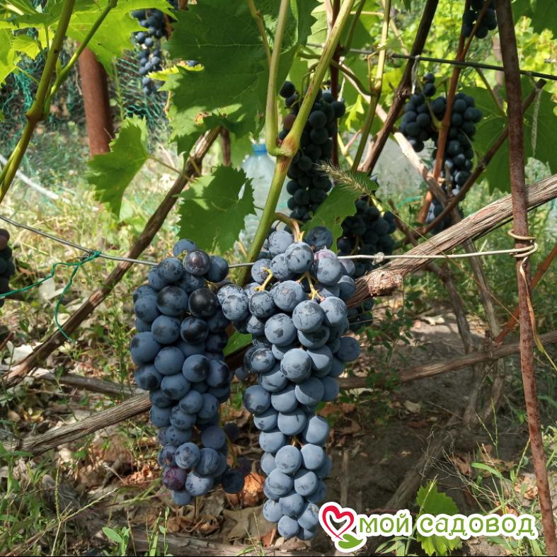 Виноград Ливадийский черный