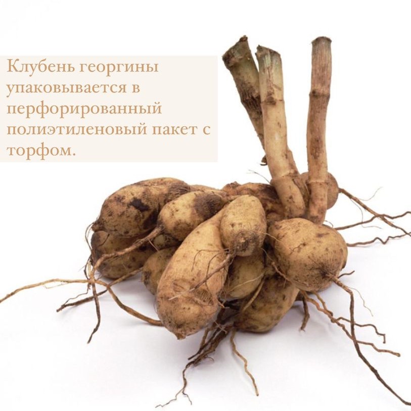 Георгина декоративная Зои Рей (ZOEY REY)