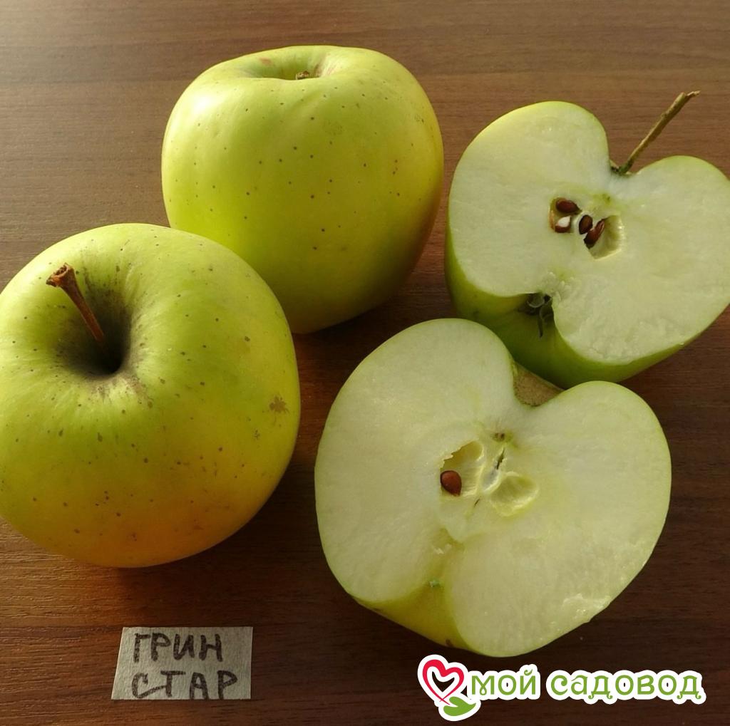 Яблоня Грин Стар