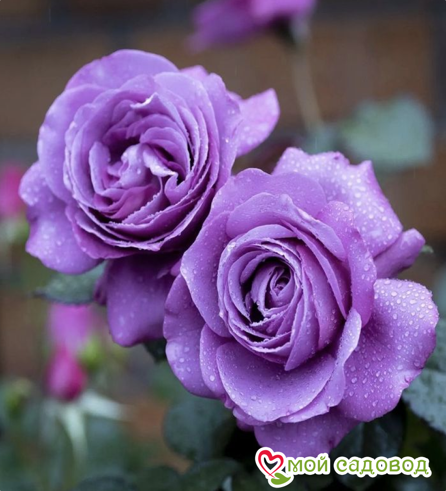 Роза Ретро Любовь